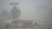 Impression vom Reutebachhof